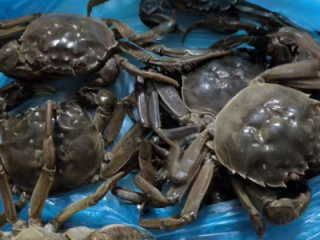 阳澄湖大闸蟹多久吃最好 阳澄湖最佳吃蟹时间